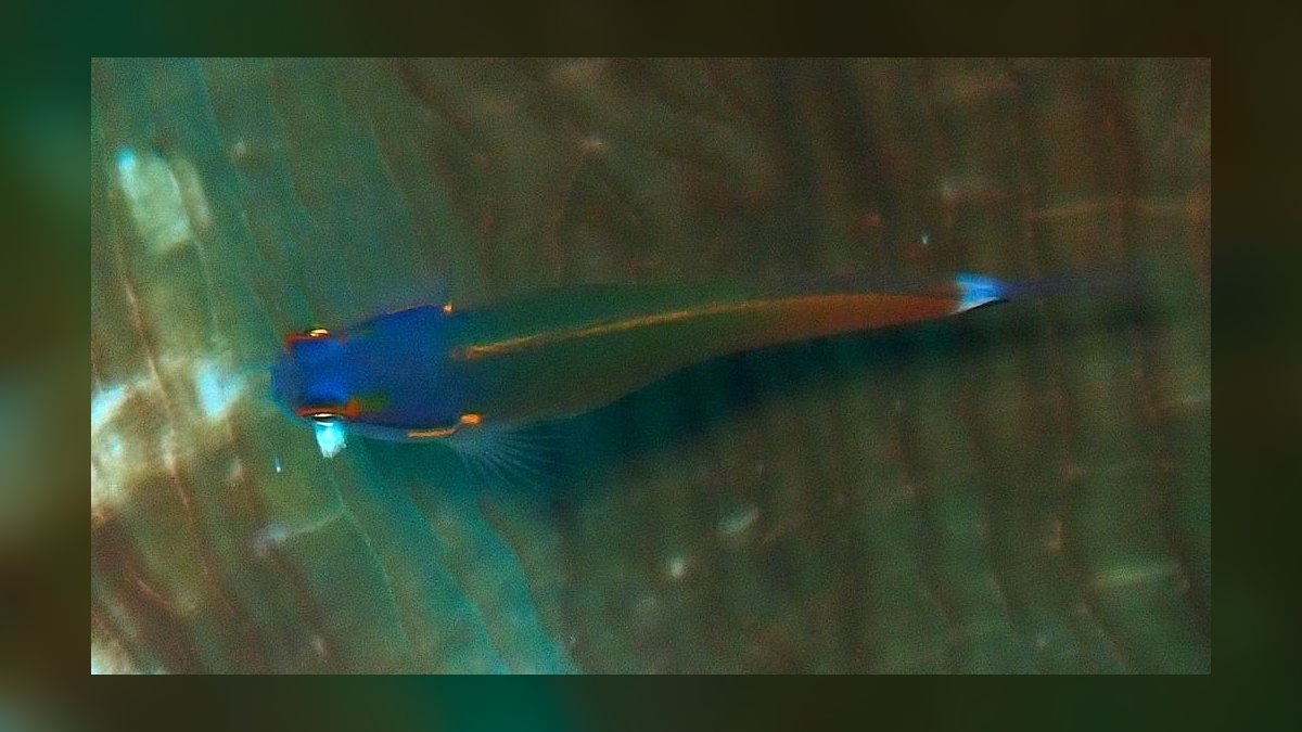 Top 10 Mono Sebae Brackish Fish 2027 — figure 8
