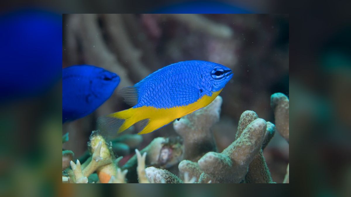 Top 10 Mono Sebae Brackish Fish 2027 — figure 9