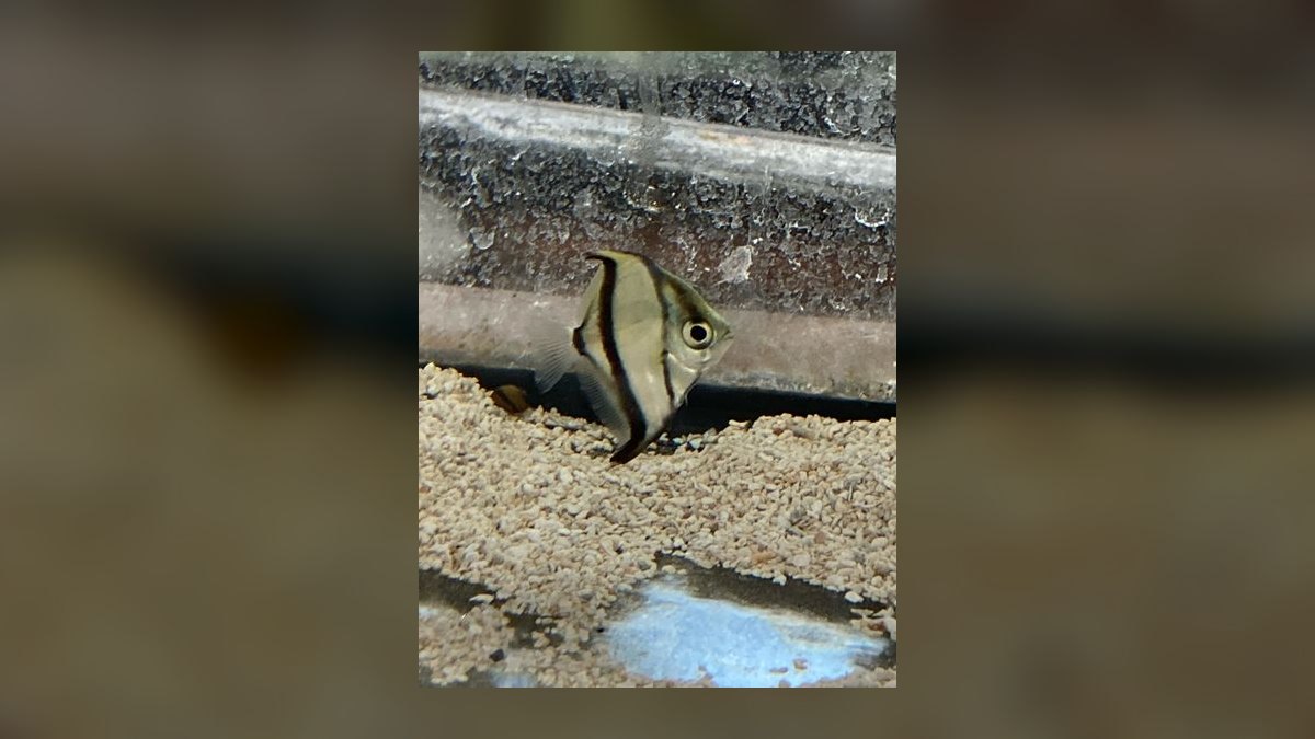 Top 10 Mono Sebae Brackish Fish 2027