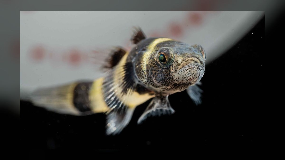 Top 10 Bumblebee Goby Species 2027 — figure 10