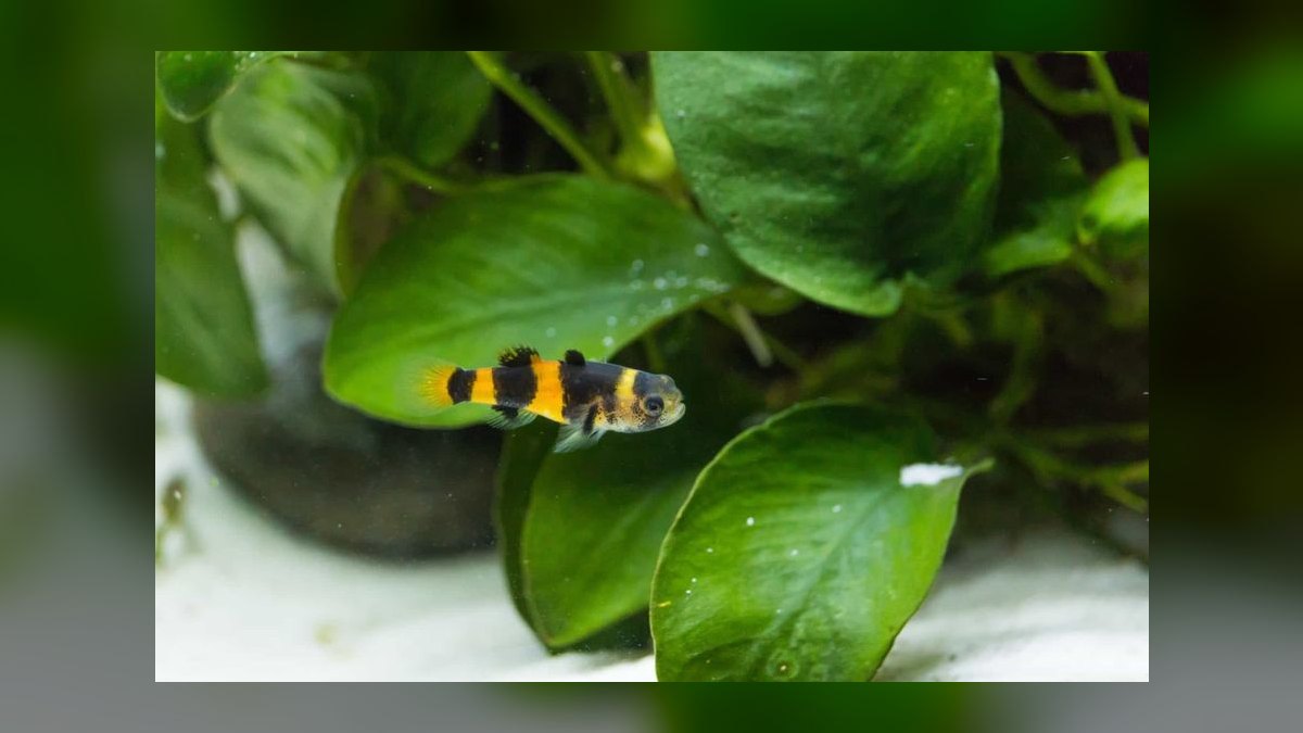 Top 10 Bumblebee Goby Species 2027 — figure 7
