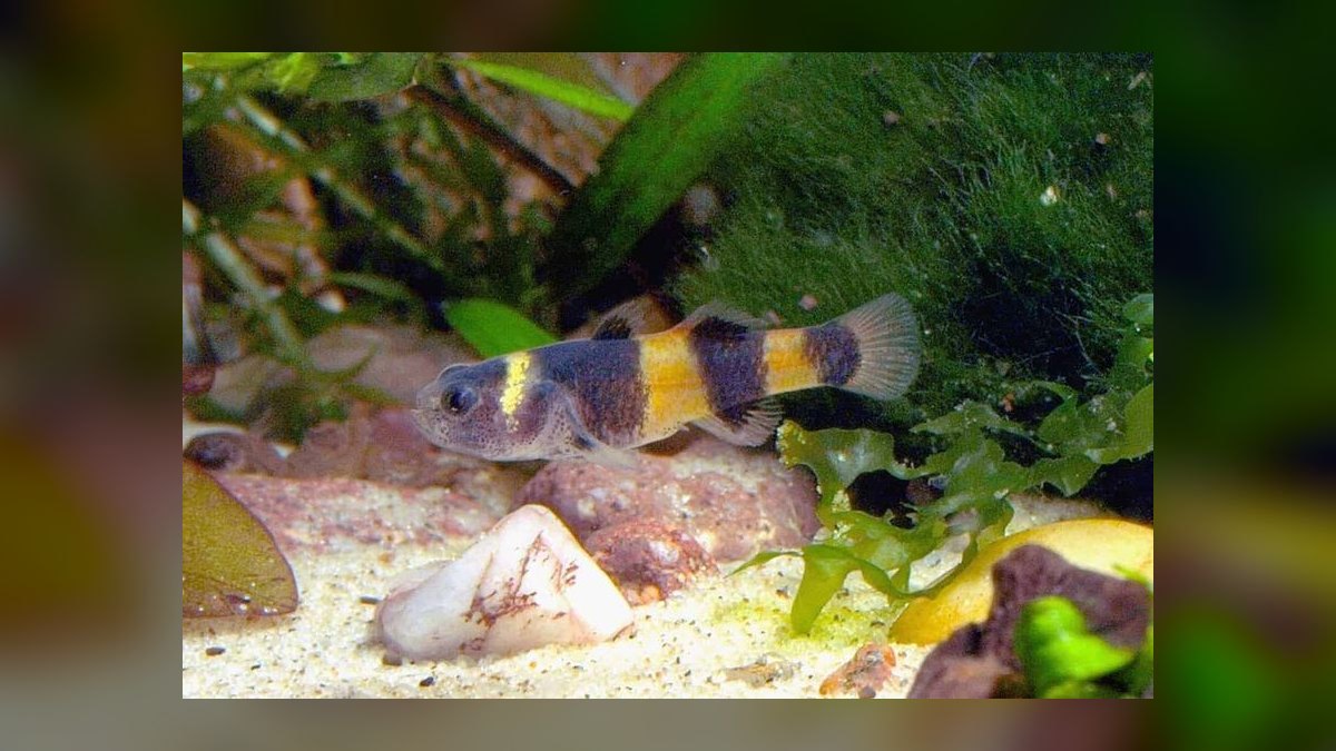 Top 10 Bumblebee Goby Species 2027 — figure 8