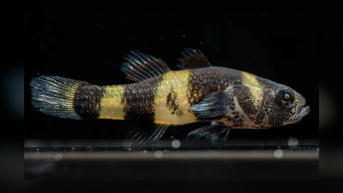 Top 10 Bumblebee Goby Species 2027 — figure 9