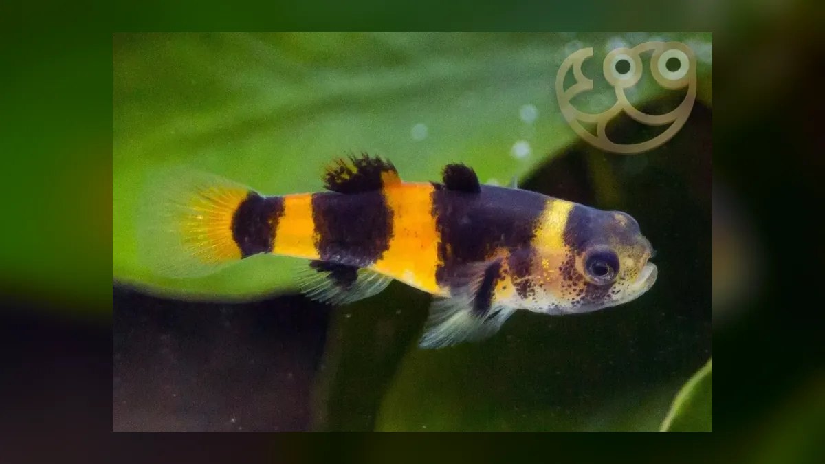 Top 10 Bumblebee Goby Species 2027