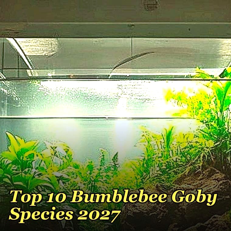 Top 10 Bumblebee Goby Species 2027