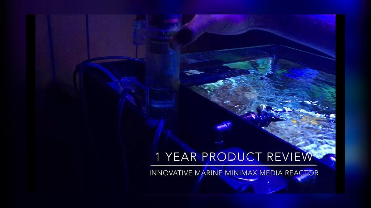 Top 10 Mandarin Dragonet Care 2027 — figure 10