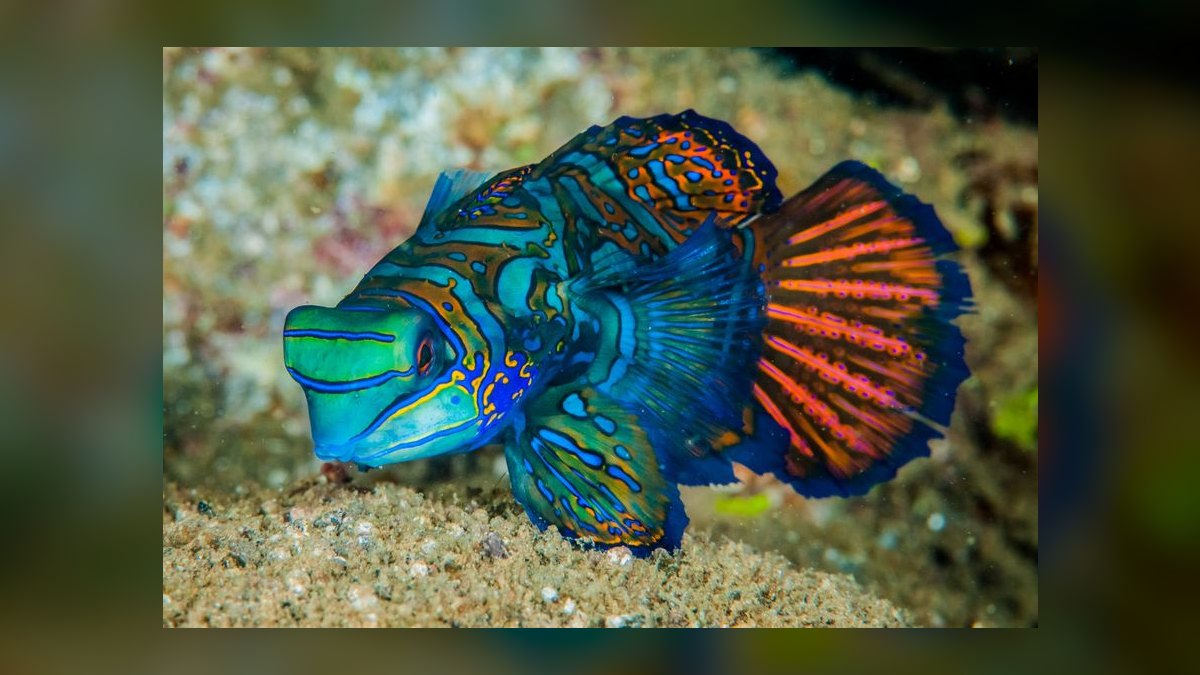 Top 10 Mandarin Dragonet Care 2027