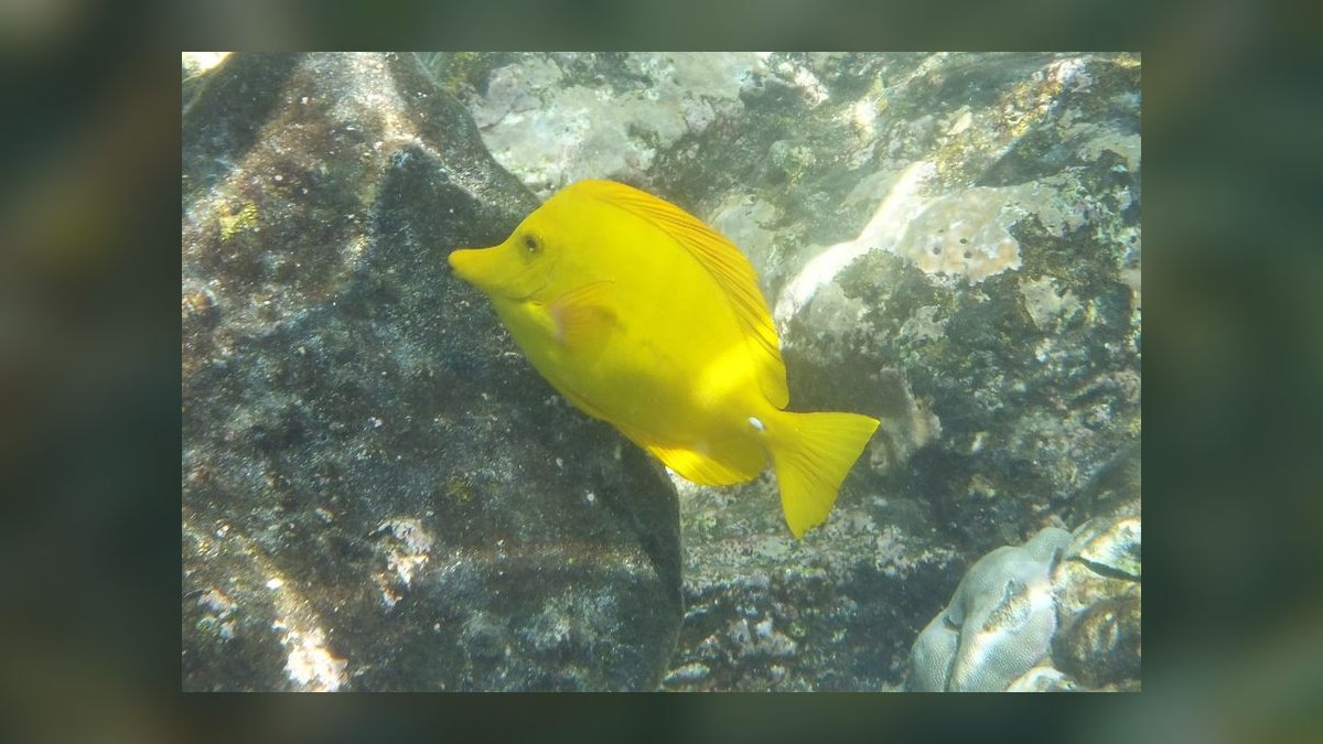 Top 10 Yellow Tang Saltwater Fish 2027 — figure 1