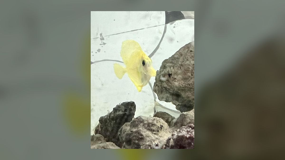 Top 10 Yellow Tang Saltwater Fish 2027 — figure 2