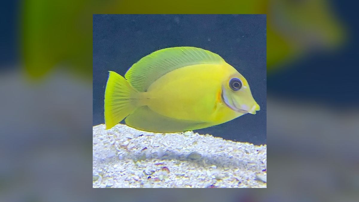 Top 10 Yellow Tang Saltwater Fish 2027 — figure 3