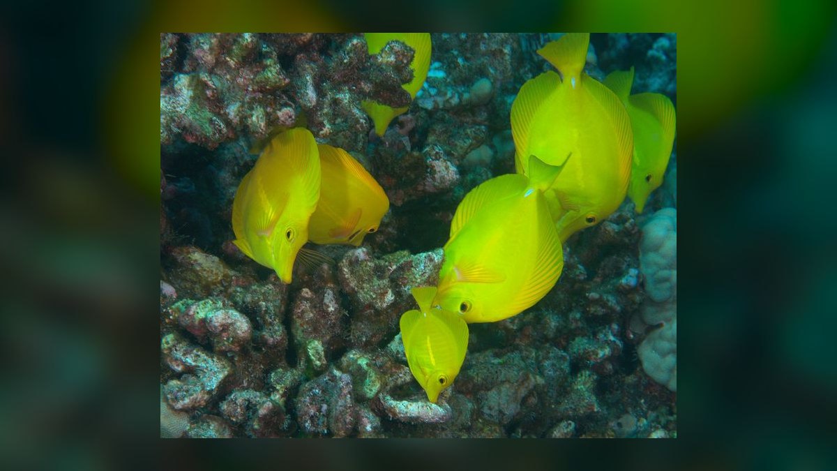 Top 10 Yellow Tang Saltwater Fish 2027 — figure 6