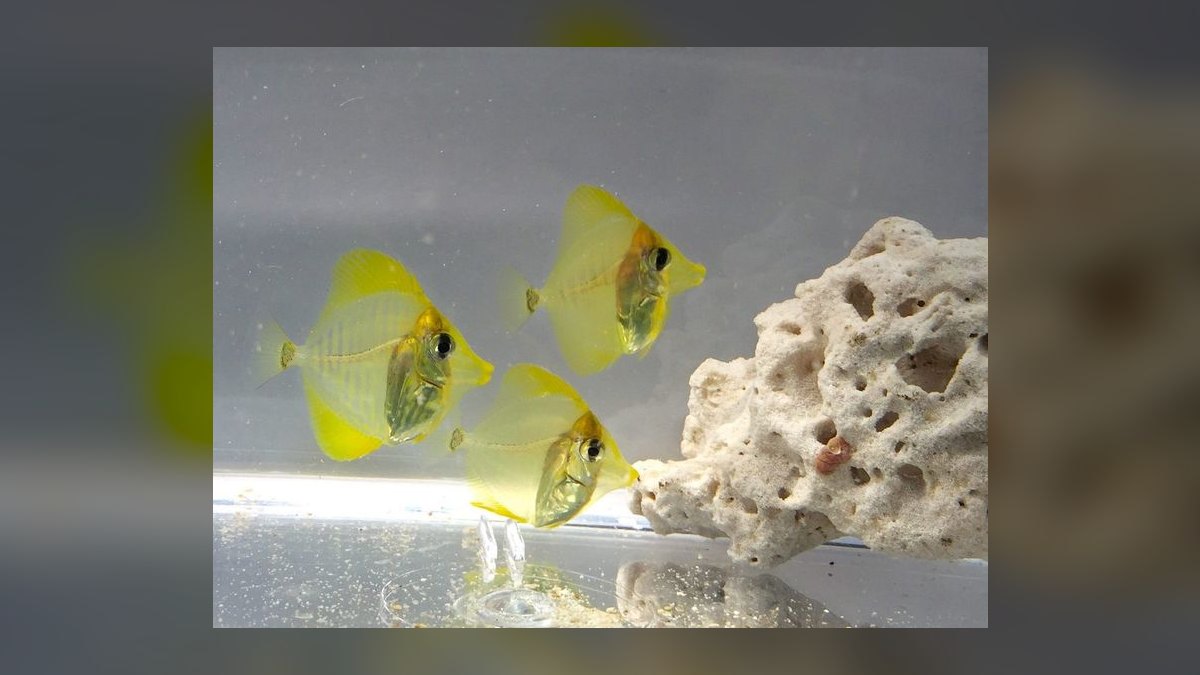 Top 10 Yellow Tang Saltwater Fish 2027 — figure 7