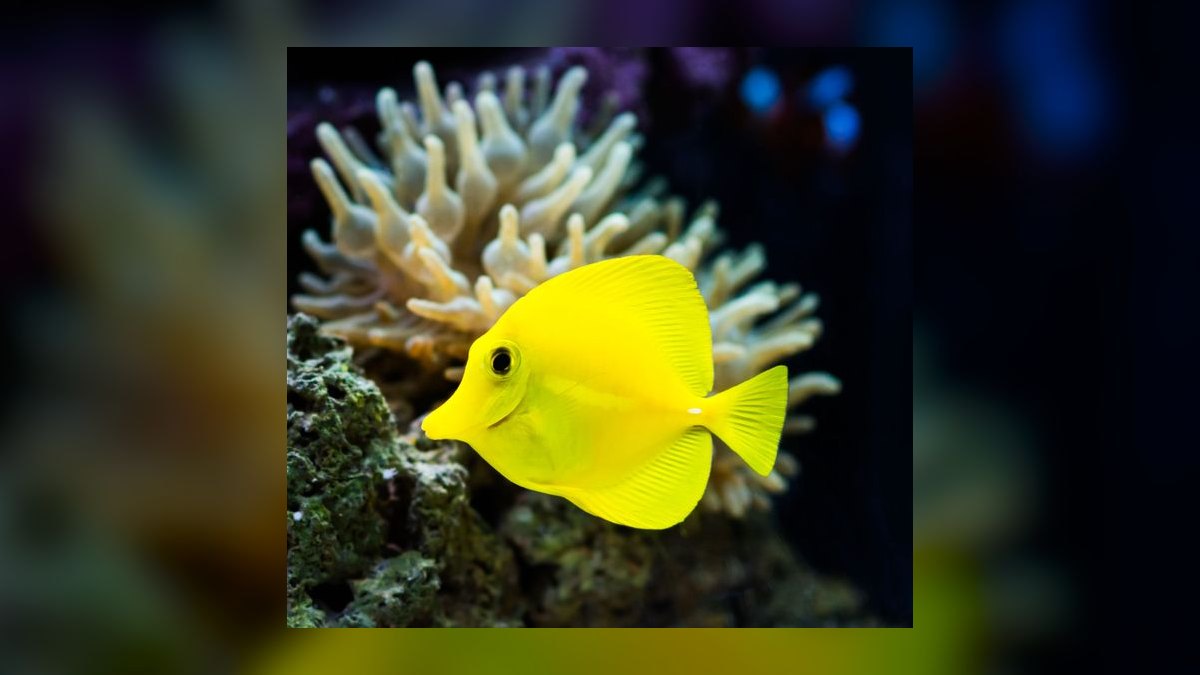 Top 10 Yellow Tang Saltwater Fish 2027 — figure 8
