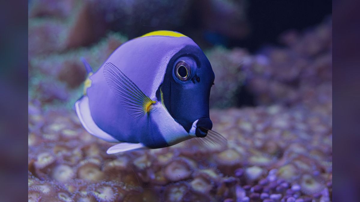 Top 10 Purple Tang Reef Fish 2027 — figure 1