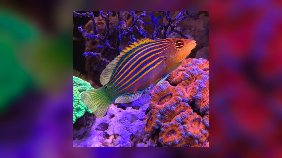 Top 10 Purple Tang Reef Fish 2027 — figure 10