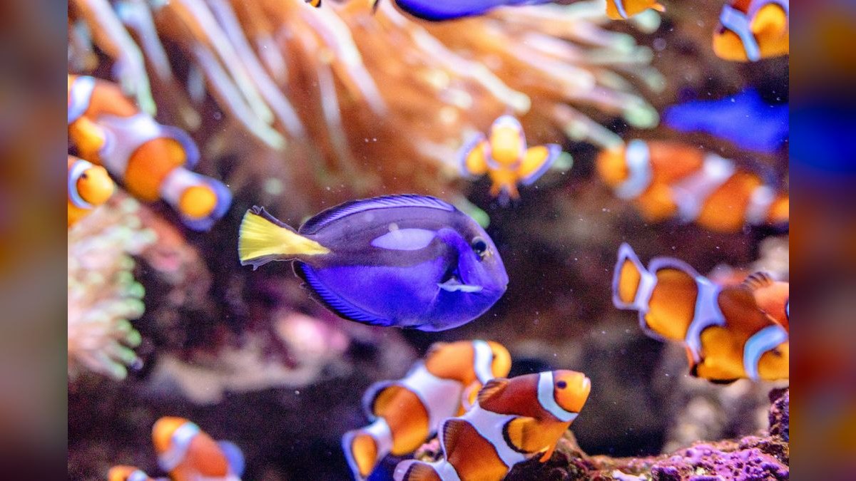 Top 10 Purple Tang Reef Fish 2027 — figure 2