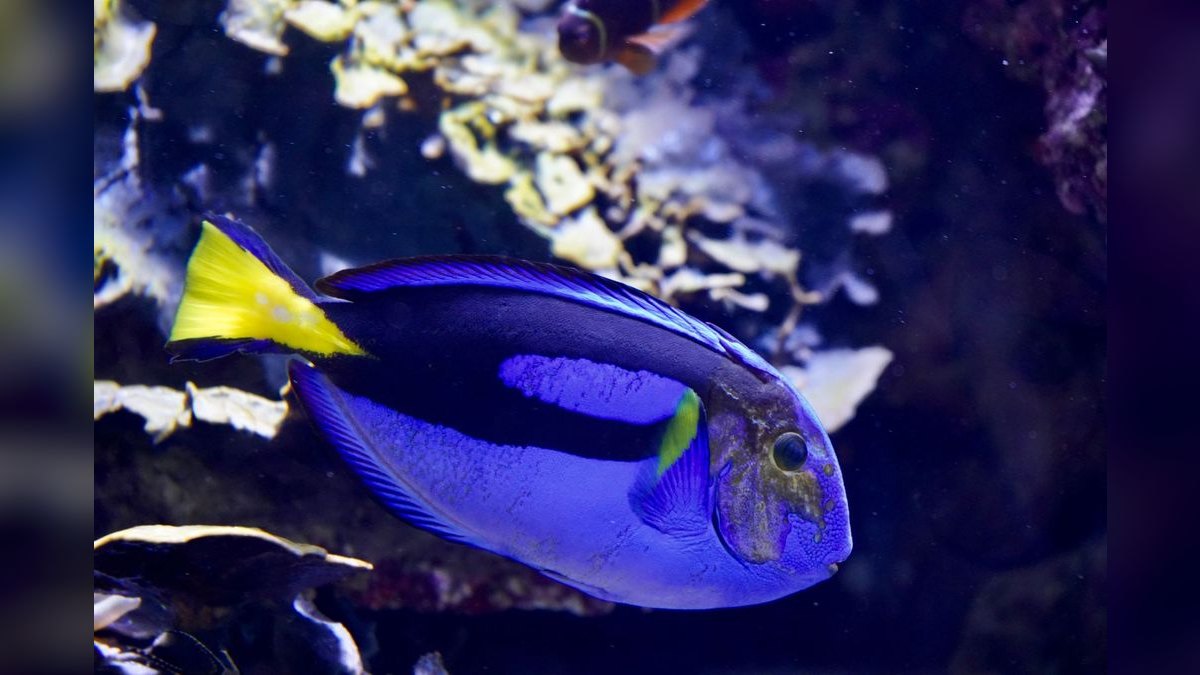 Top 10 Purple Tang Reef Fish 2027 — figure 4