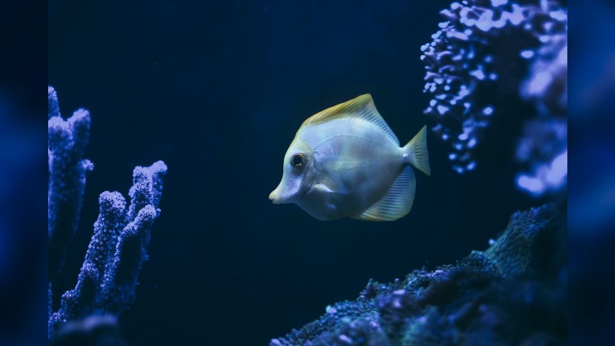 Top 10 Purple Tang Reef Fish 2027 — figure 6