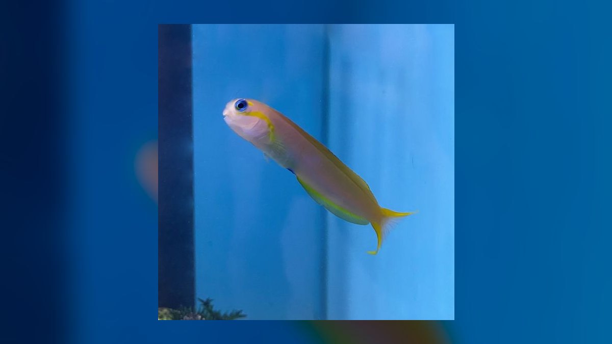 Top 10 Purple Tang Reef Fish 2027 — figure 7