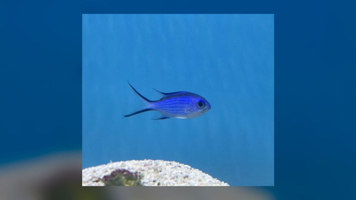 Top 10 Purple Tang Reef Fish 2027 — figure 9