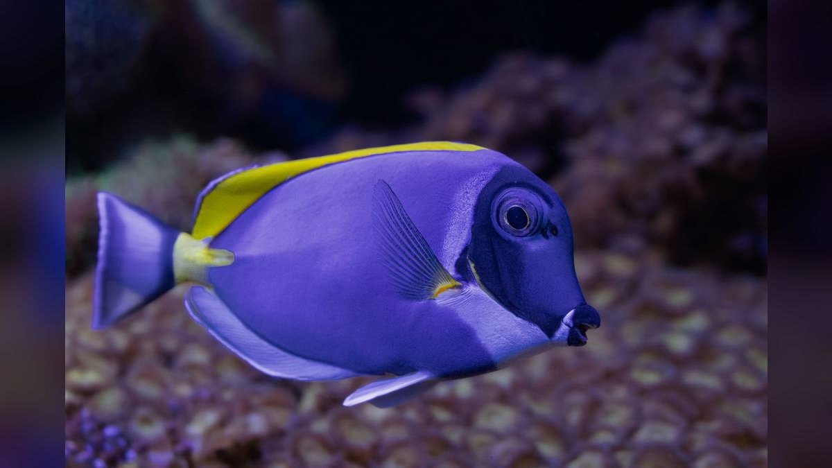 Top 10 Purple Tang Reef Fish 2027
