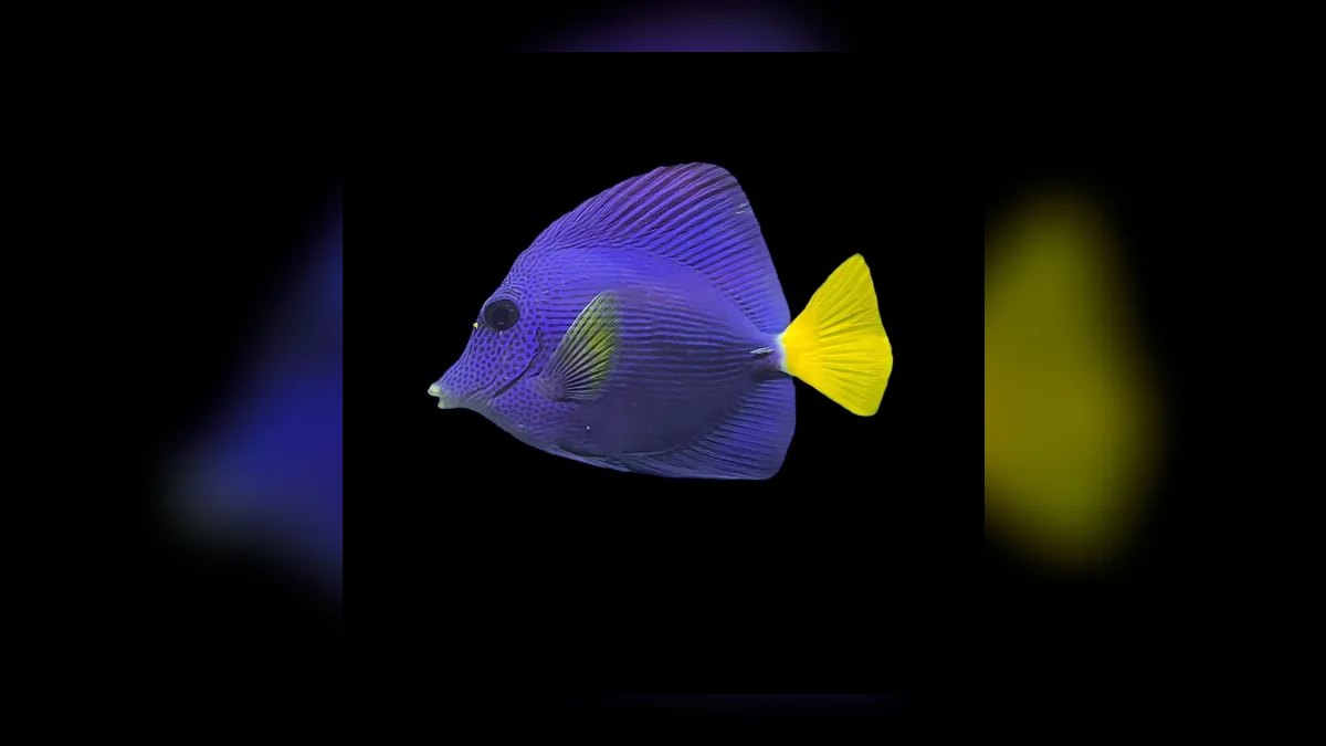 Top 10 Purple Tang Reef Fish 2027
