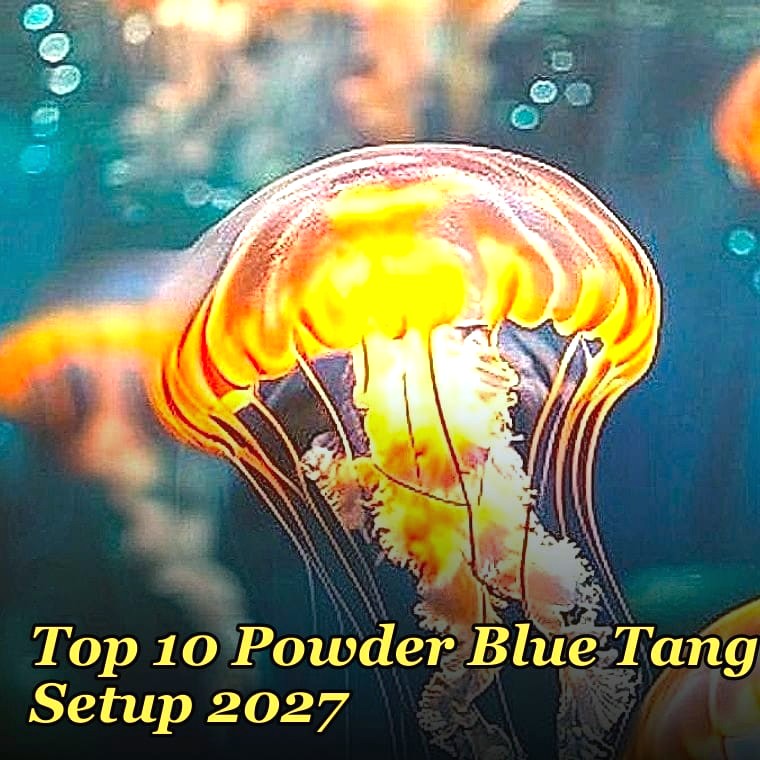 Top 10 Powder Blue Tang Setup 2027