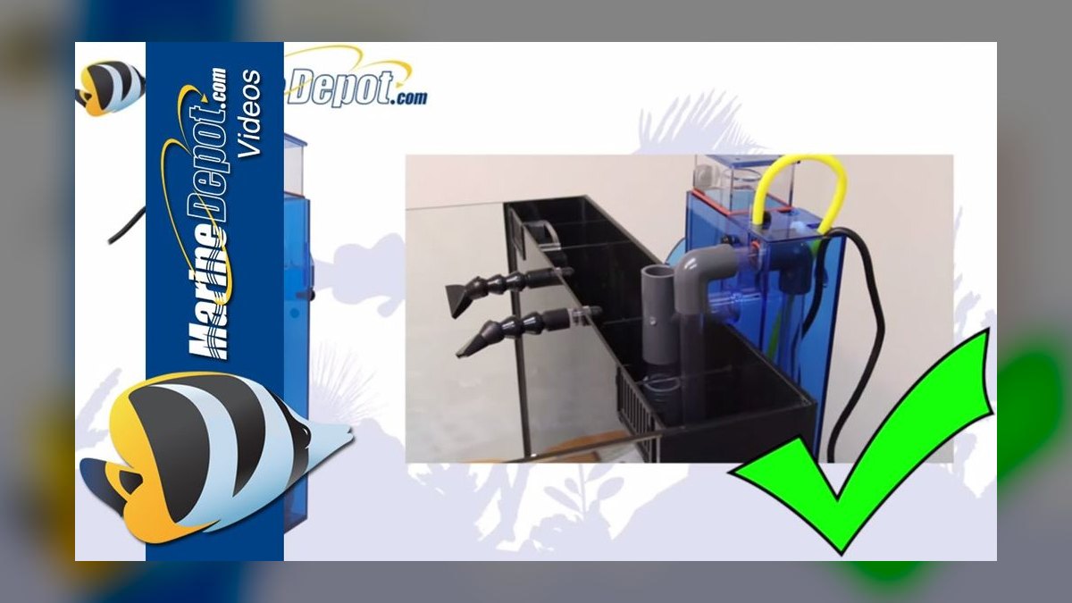 Top 10 Flame Angelfish Reef Tanks 2027 — figure 10