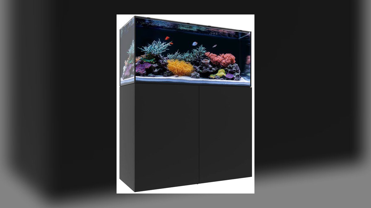 Top 10 Flame Angelfish Reef Tanks 2027 — figure 2