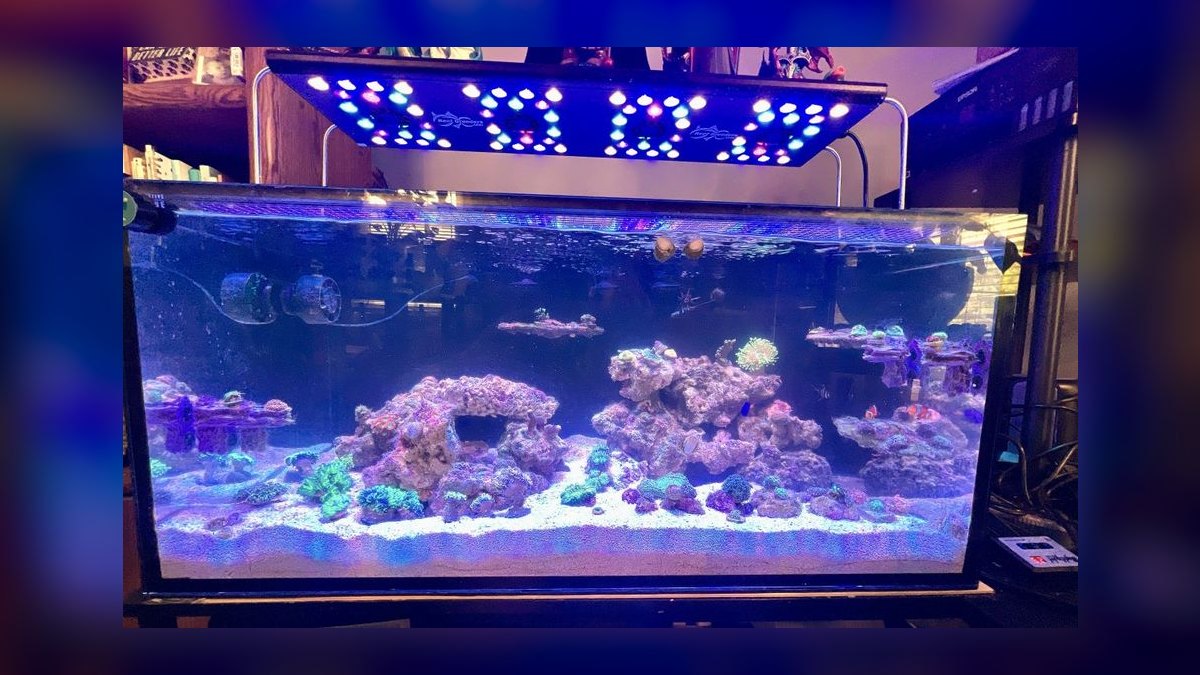 Top 10 Flame Angelfish Reef Tanks 2027 — figure 3