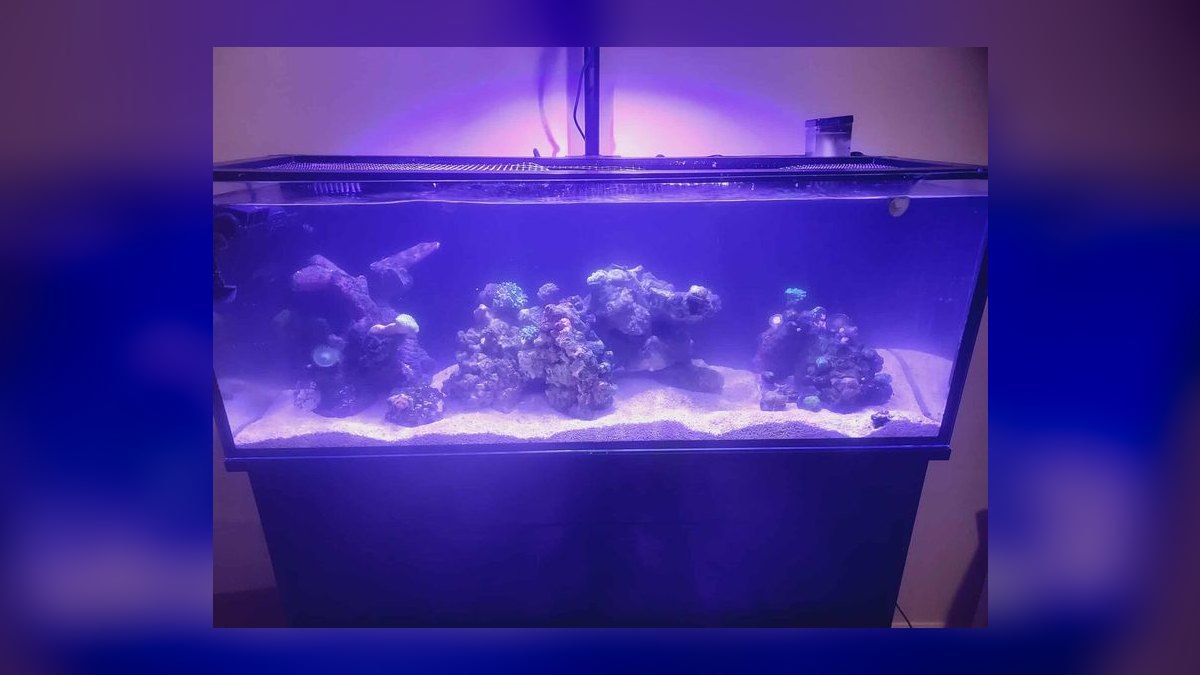 Top 10 Flame Angelfish Reef Tanks 2027 — figure 7