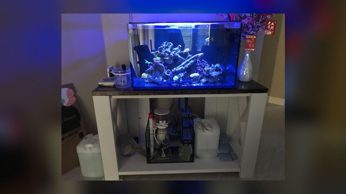 Top 10 Flame Angelfish Reef Tanks 2027 — figure 8