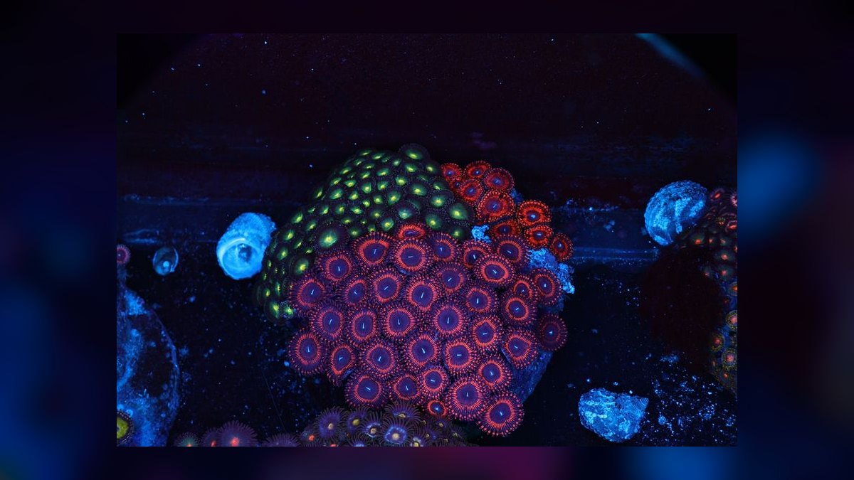 Top 10 Coral Beauty Angelfish 2027 — figure 1