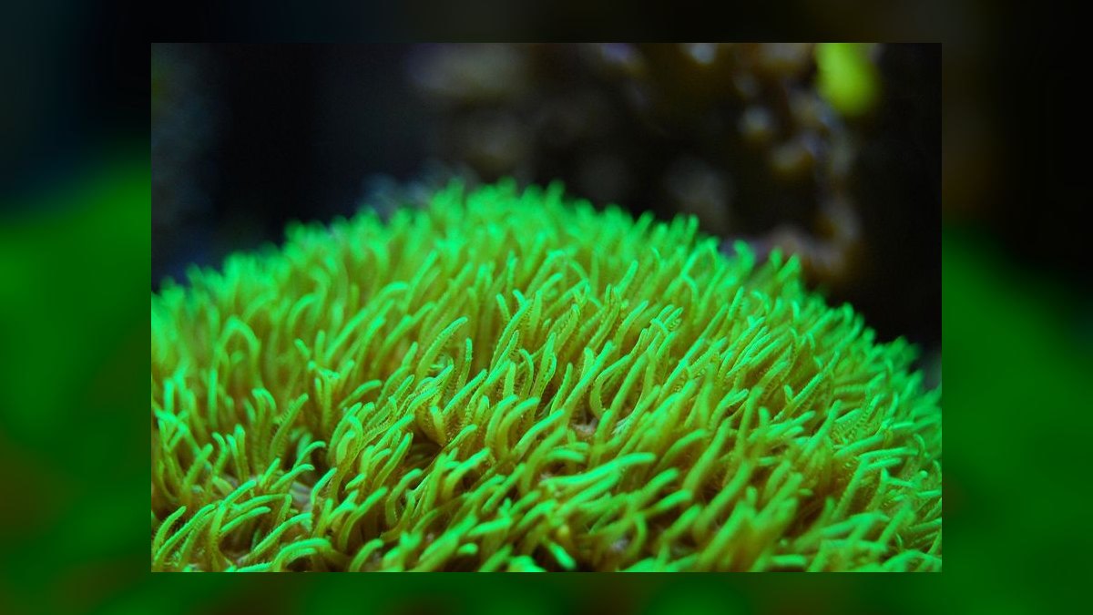 Top 10 Coral Beauty Angelfish 2027 — figure 2
