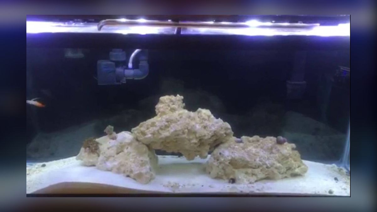 Top 10 Coral Beauty Angelfish 2027 — figure 7