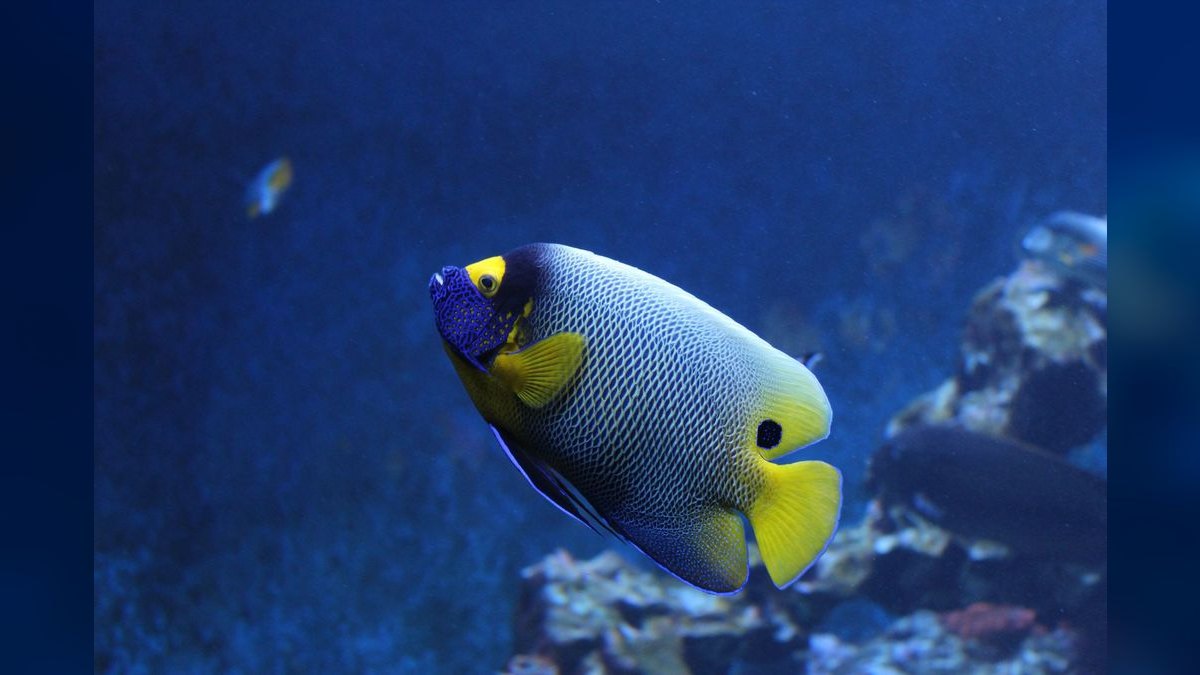 Top 10 Emperor Angelfish Requirements 2027 — figure 2