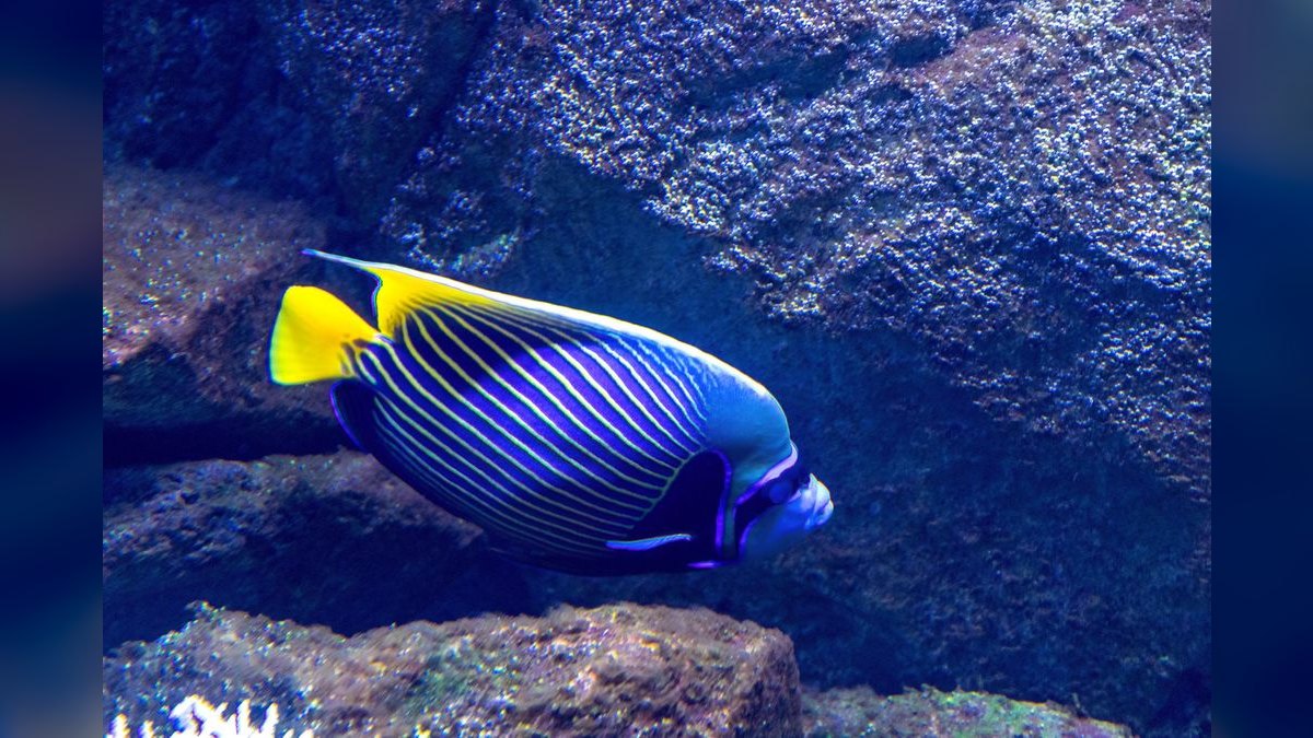 Top 10 Emperor Angelfish Requirements 2027 — figure 3