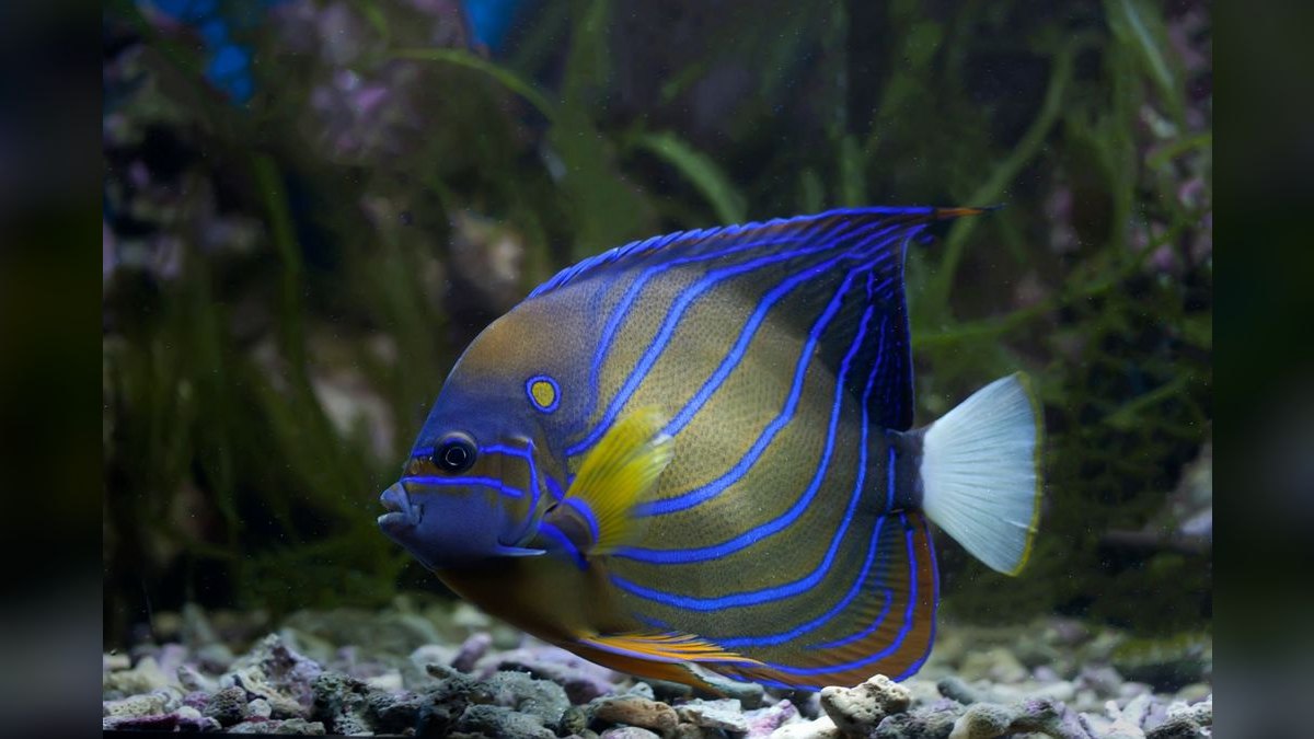 Top 10 Emperor Angelfish Requirements 2027 — figure 4