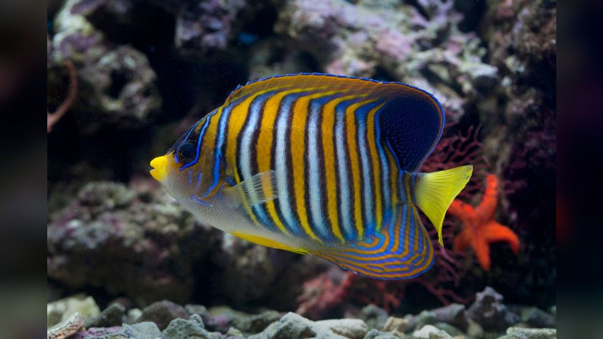 Top 10 Emperor Angelfish Requirements 2027 — figure 5
