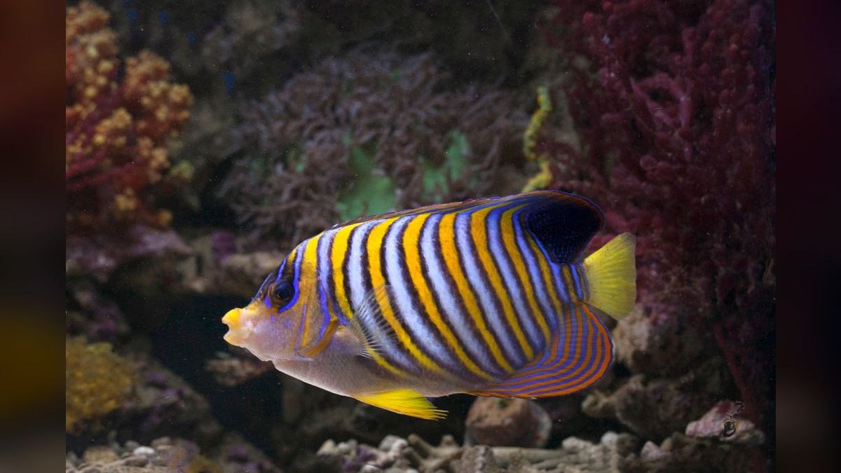 Top 10 Emperor Angelfish Requirements 2027 — figure 6
