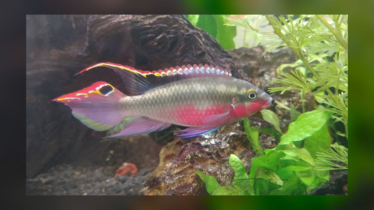 Top 10 Emperor Angelfish Requirements 2027 — figure 9