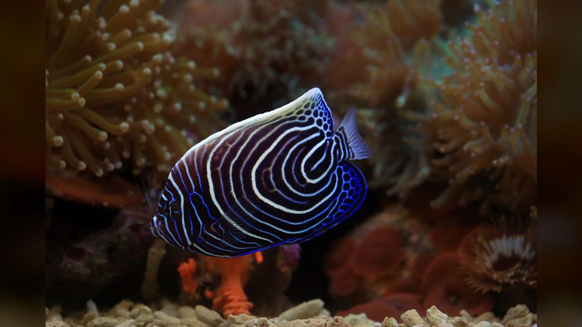 Top 10 Emperor Angelfish Requirements 2027