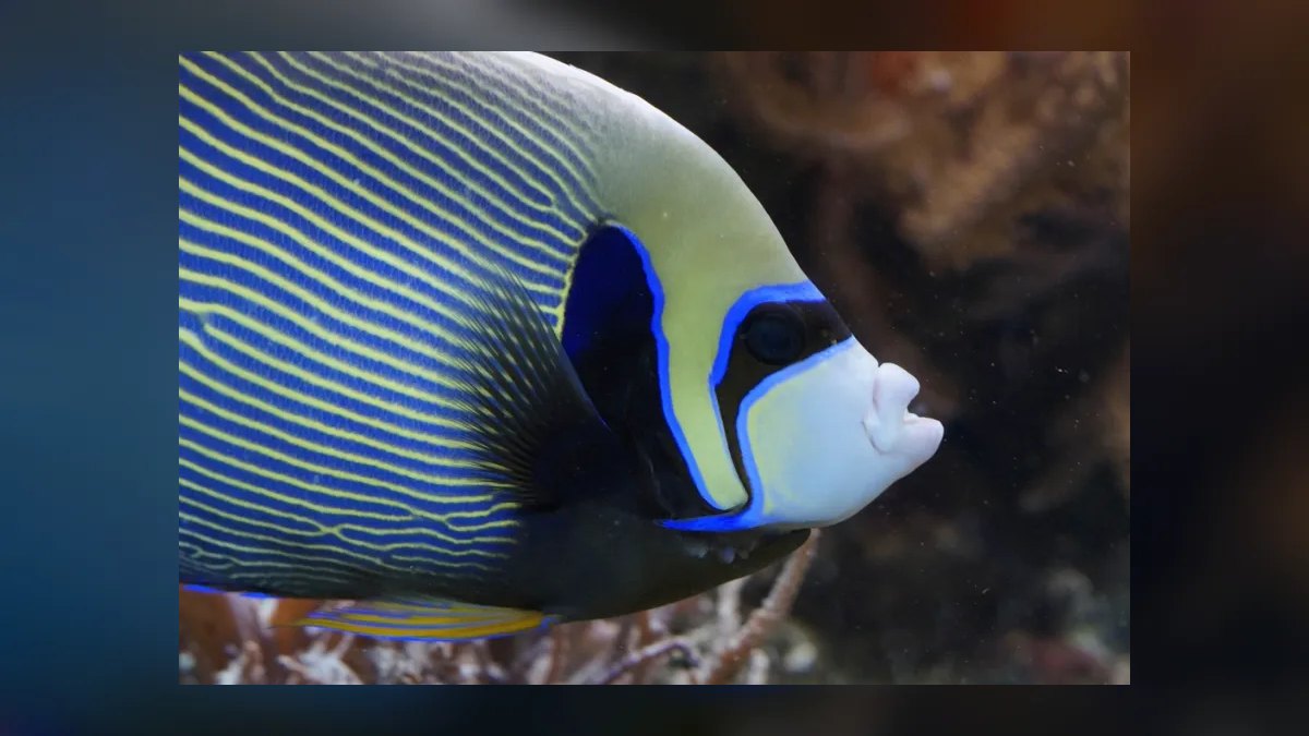 Top 10 Emperor Angelfish Requirements 2027