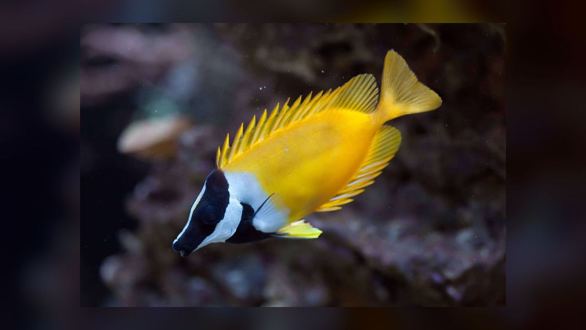Top 10 Foxface Rabbitfish 2027 — figure 1