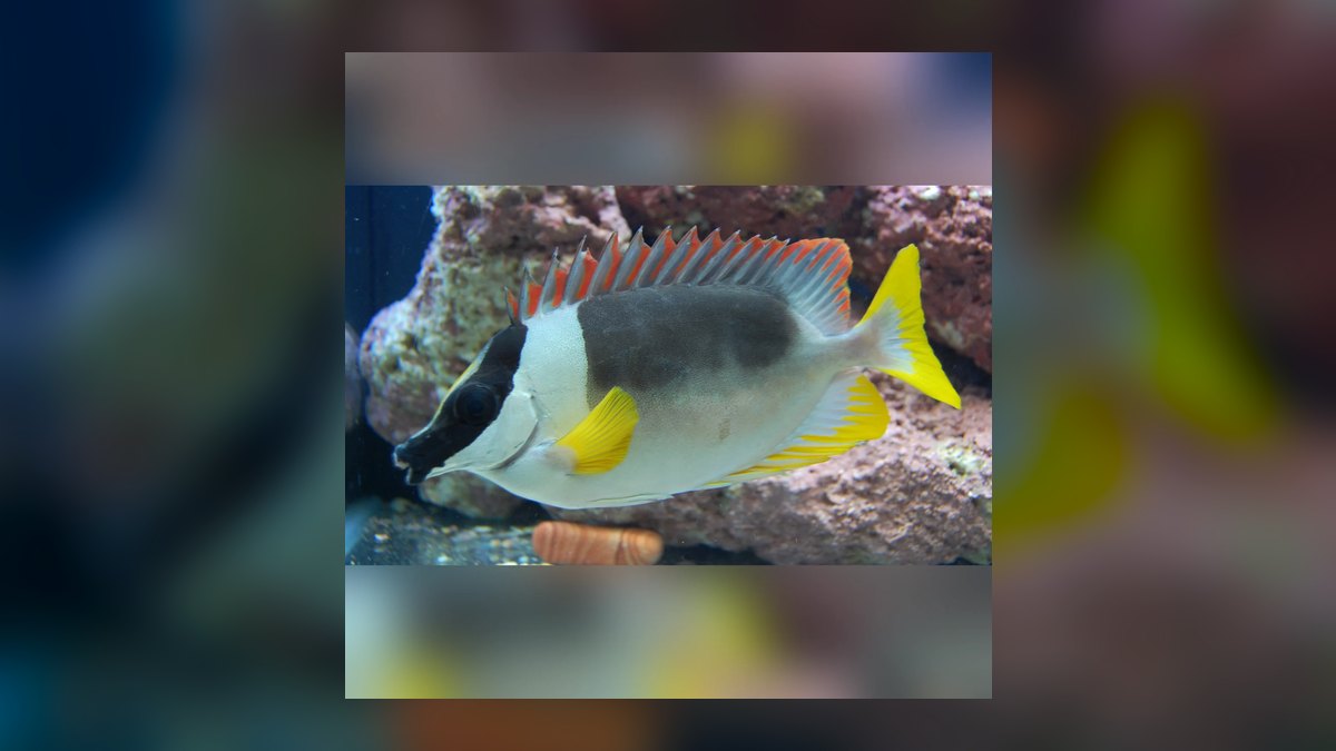Top 10 Foxface Rabbitfish 2027 — figure 10