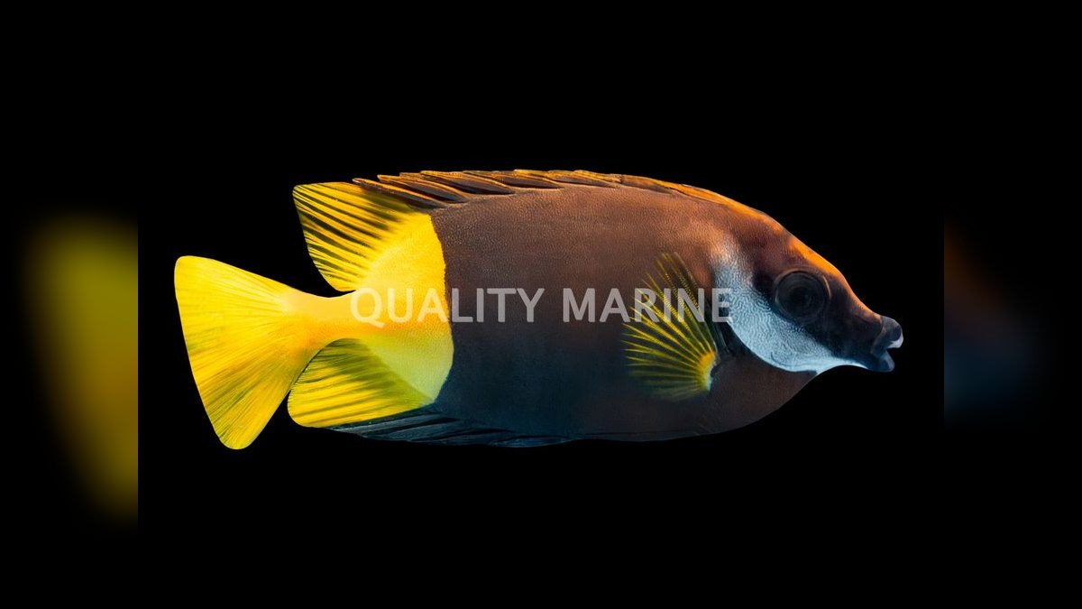 Top 10 Foxface Rabbitfish 2027 — figure 2
