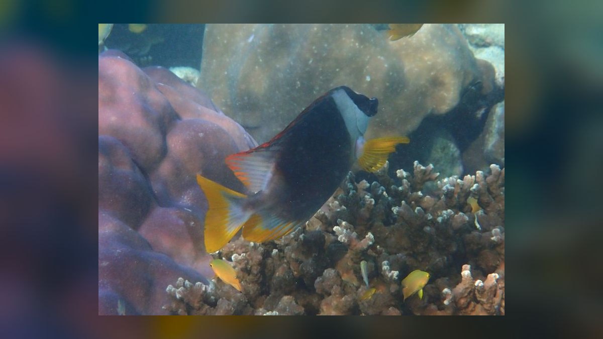 Top 10 Foxface Rabbitfish 2027 — figure 3