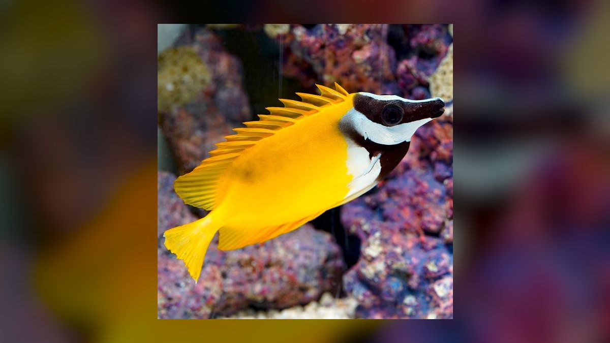 Top 10 Foxface Rabbitfish 2027 — figure 4