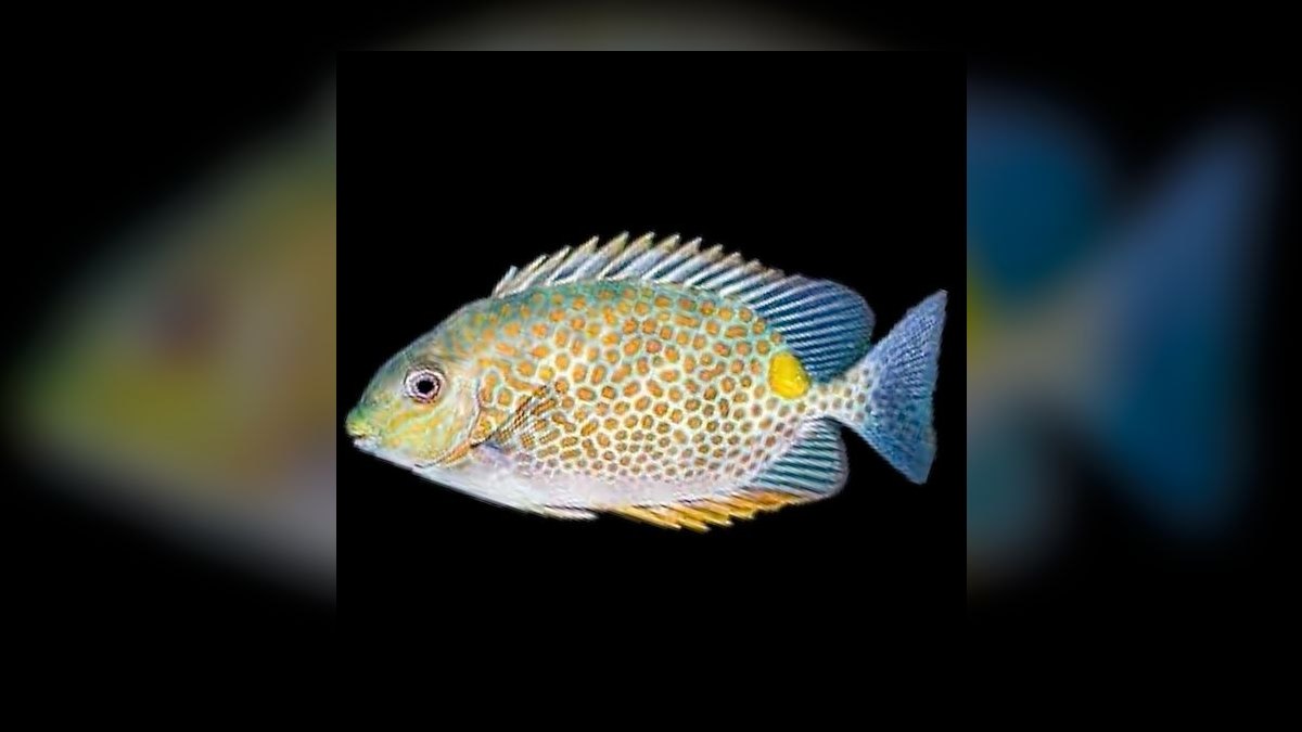 Top 10 Foxface Rabbitfish 2027 — figure 5