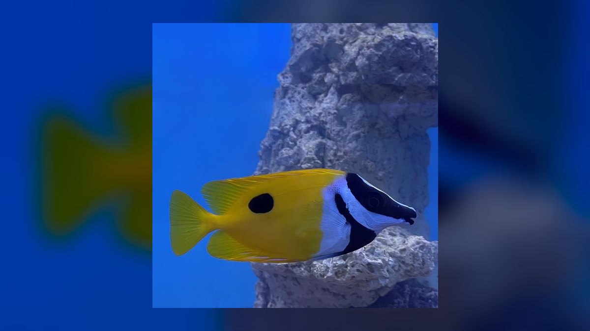Top 10 Foxface Rabbitfish 2027 — figure 6